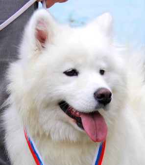 Vesta Khranitelnitsa Ochaga | Samoyed 