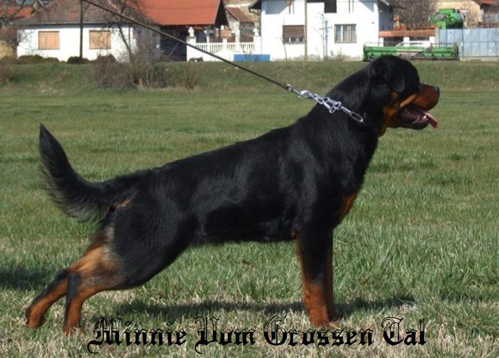 Minnie Vom Grossen Tal | Rottweiler 