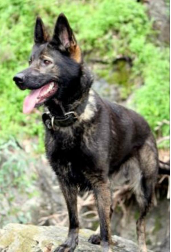Czechdogs Axia | German Shepherd Dog 