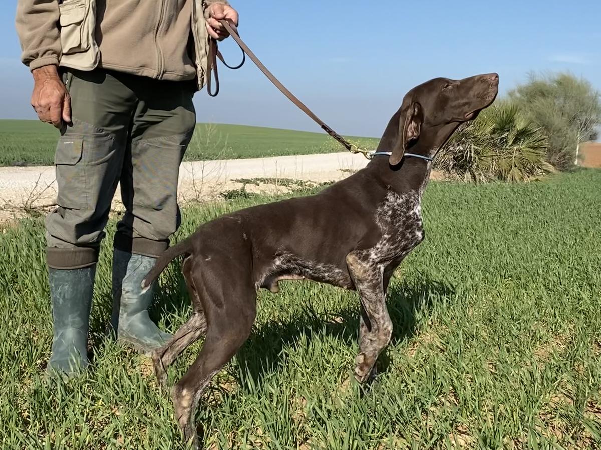 Pradellinensis Paradis | German Shorthaired Pointer 