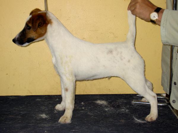 Tiger Woods Von Haus Lusitania | Smooth Fox Terrier 