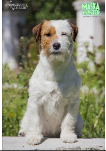 Adele Satellite Hunter | Jack Russell Terrier 