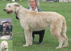 Antea vom Arsbecker Hof | Irish Wolfhound 