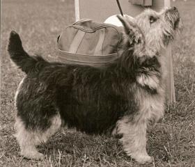 Zondas Black Love Affair | Norwich Terrier 