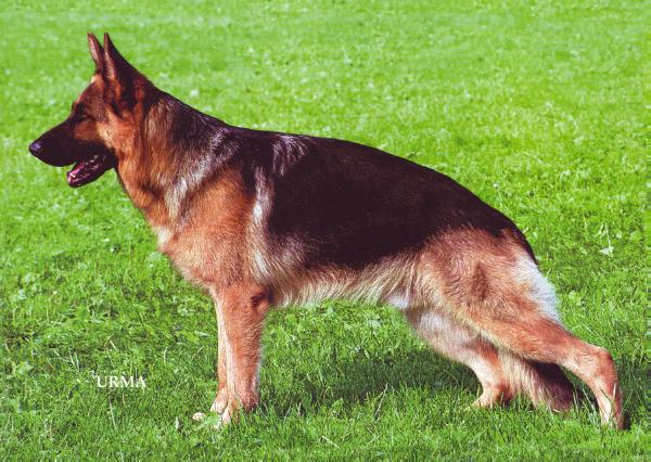 Max della Loggia dei Mercanti | German Shepherd Dog 