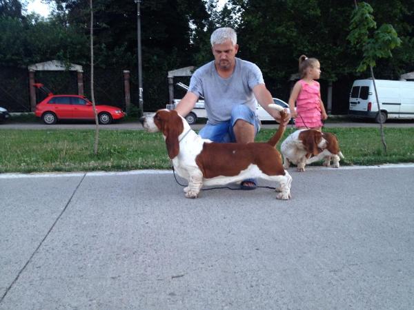 QUANTAS-NAPOCA LOTUS | Basset Hound 