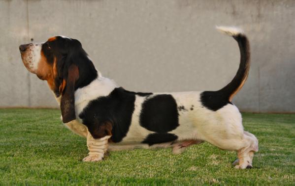 Fanfan Orvisnik of Bassefied | Basset Hound 