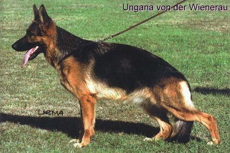 Ungana von der Wienerau | German Shepherd Dog 