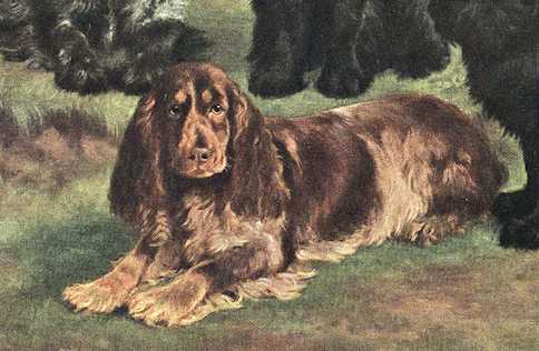 Susan Bowdler | English Cocker Spaniel 