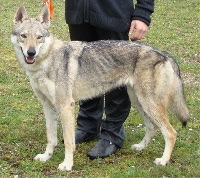 D'Chenoa Z Orel Ochrana | Czechoslovakian Wolfdog 