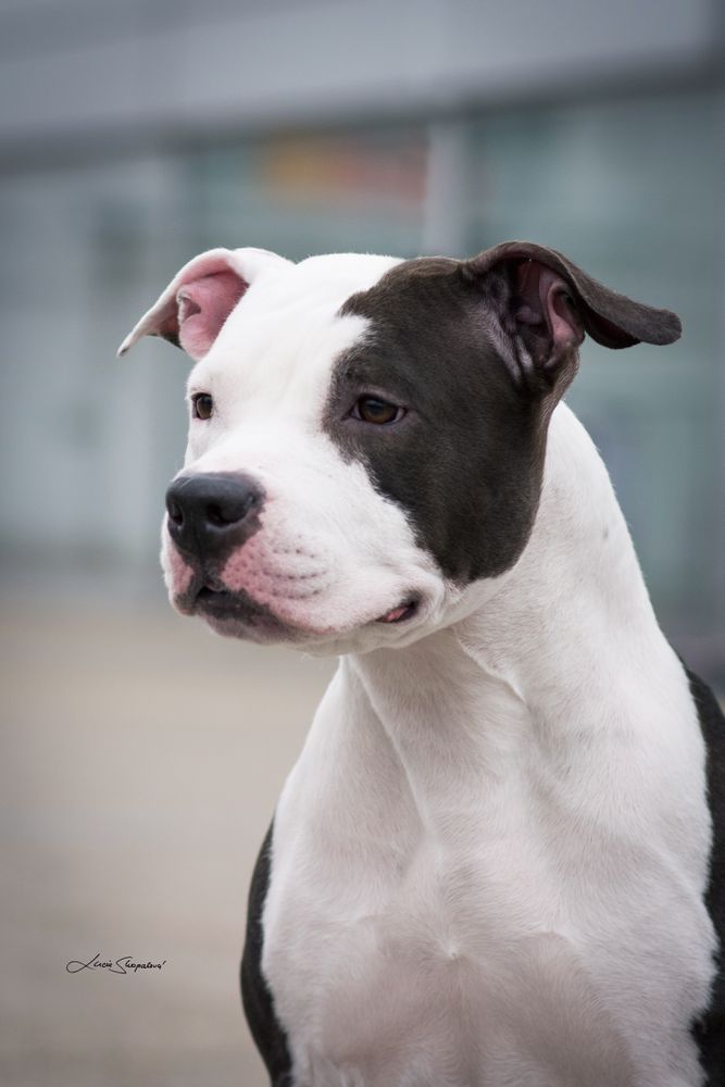 UNITED LOVE BLOSSOMSTAFF | American Staffordshire Terrier 