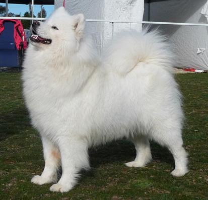 Icemist Star Attraction | Samoyed 