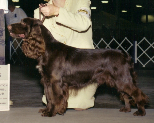 Chesaroo's Ladder To Success | Field Spaniel 