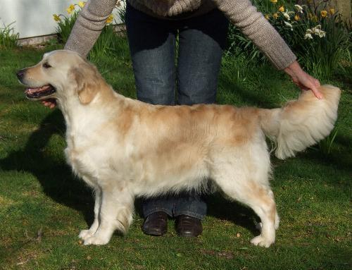 Frankby Miss Saigon at Willowlawn | Golden Retriever 