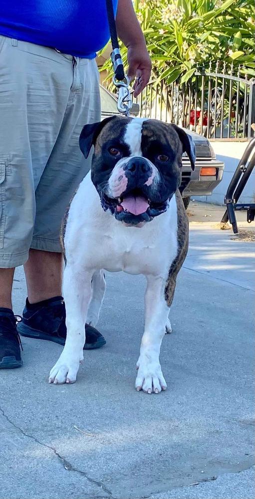 DogPound’s Kratos | American Bulldog 