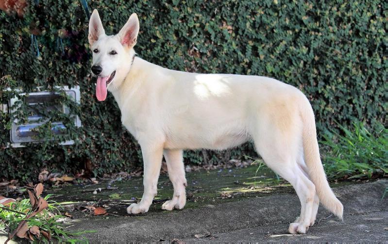 Djanira Von Taglischindorf | White Swiss Shepherd Dog 