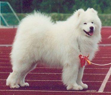 Karazoe Snow Trapper | Samoyed 