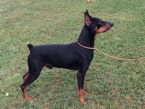 Windamir's chasing Maverick | German Pinscher 