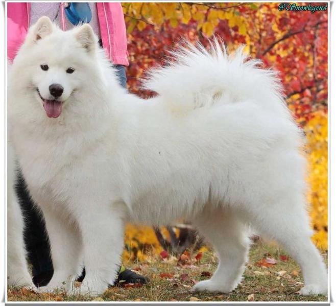 Polar Mist N Mishka's Lada Winter Beauty | Samoyed 