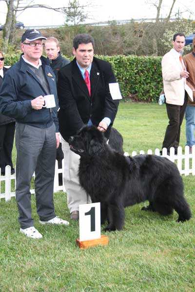 Rain Coast Passion for Newfies for Enyan Shadow | Newfoundland 