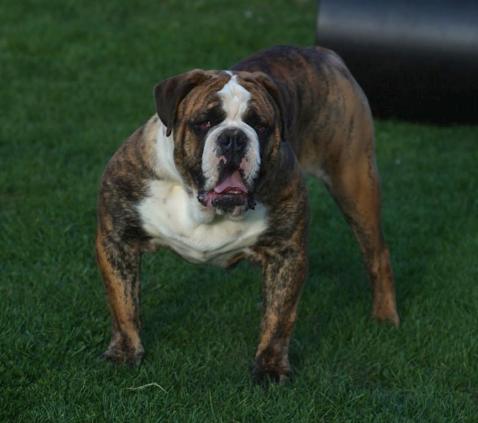 Ostergaard's Henry | Olde English Bulldogge 