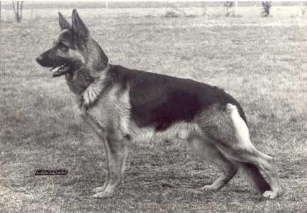 Xaver von Arminius | German Shepherd Dog 