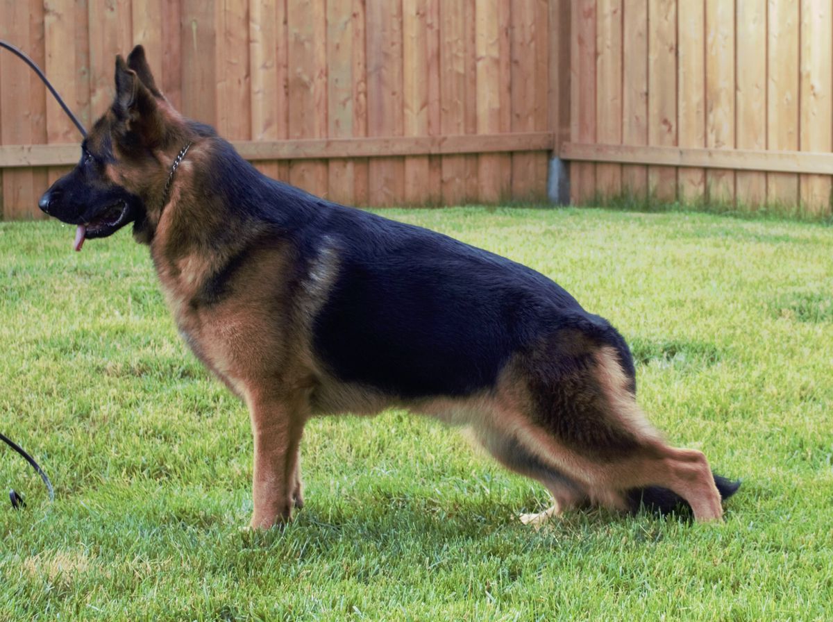 Otto Von Lumarion | German Shepherd Dog 