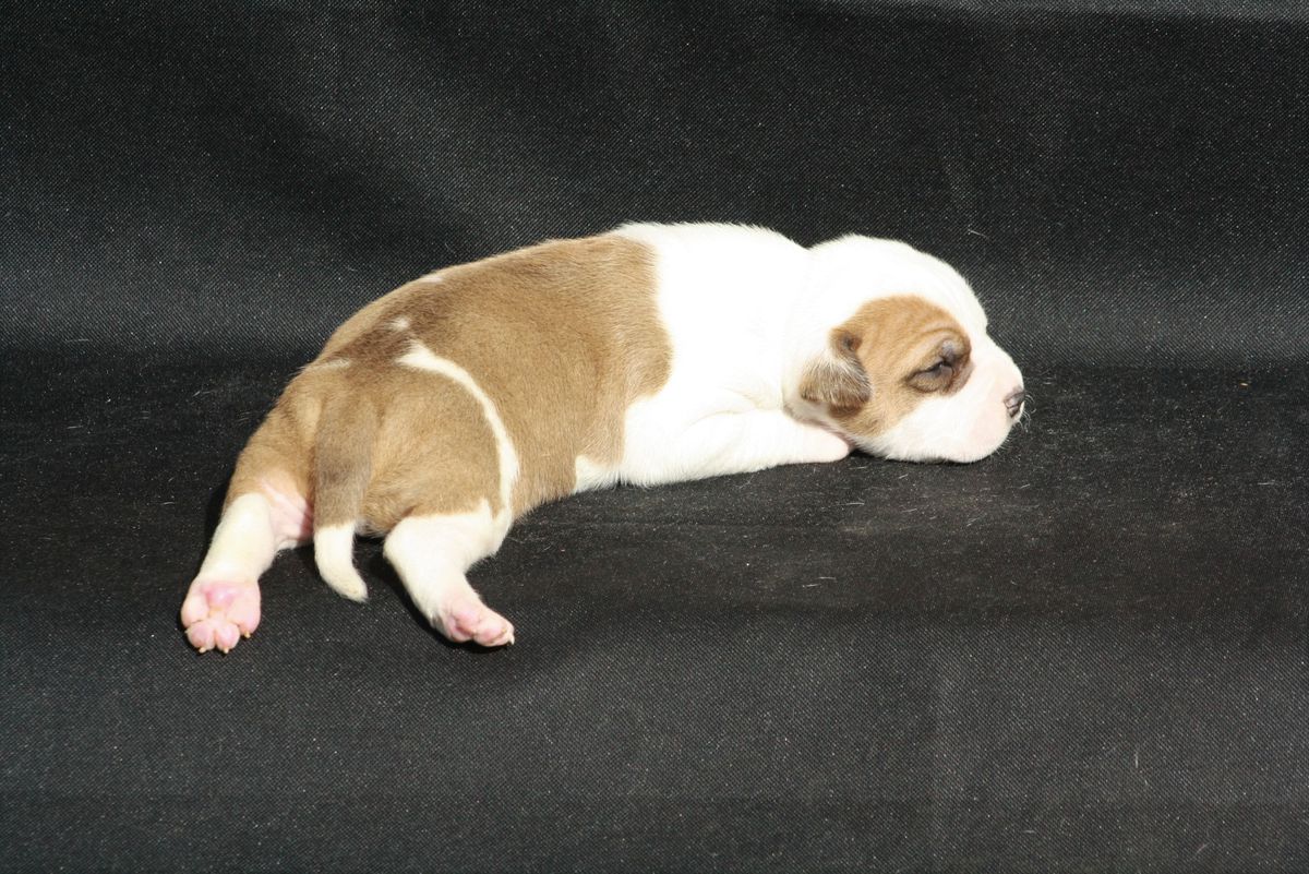 Imperial Kwagga Robertse | American Staffordshire Terrier 