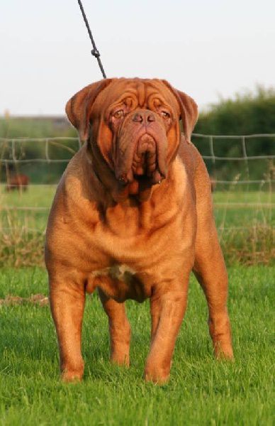 Back to Basic from Lakki House | Dogue de Bordeaux 