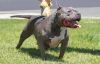 LRP SHORTY LO DNA-P | American Pit Bull Terrier 