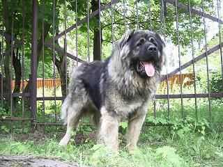 RUSSKII RISK LYUTR | Caucasian Mountain Dog 