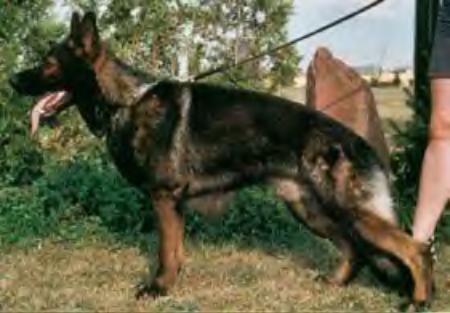 Don vom Clausberg | German Shepherd Dog 