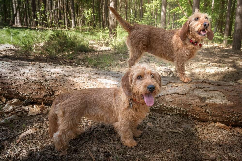 Basset Fauve de Bretagne