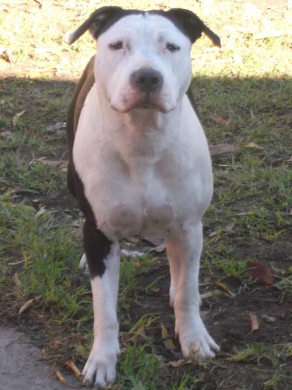 Concise Fancy Pants | American Staffordshire Terrier 
