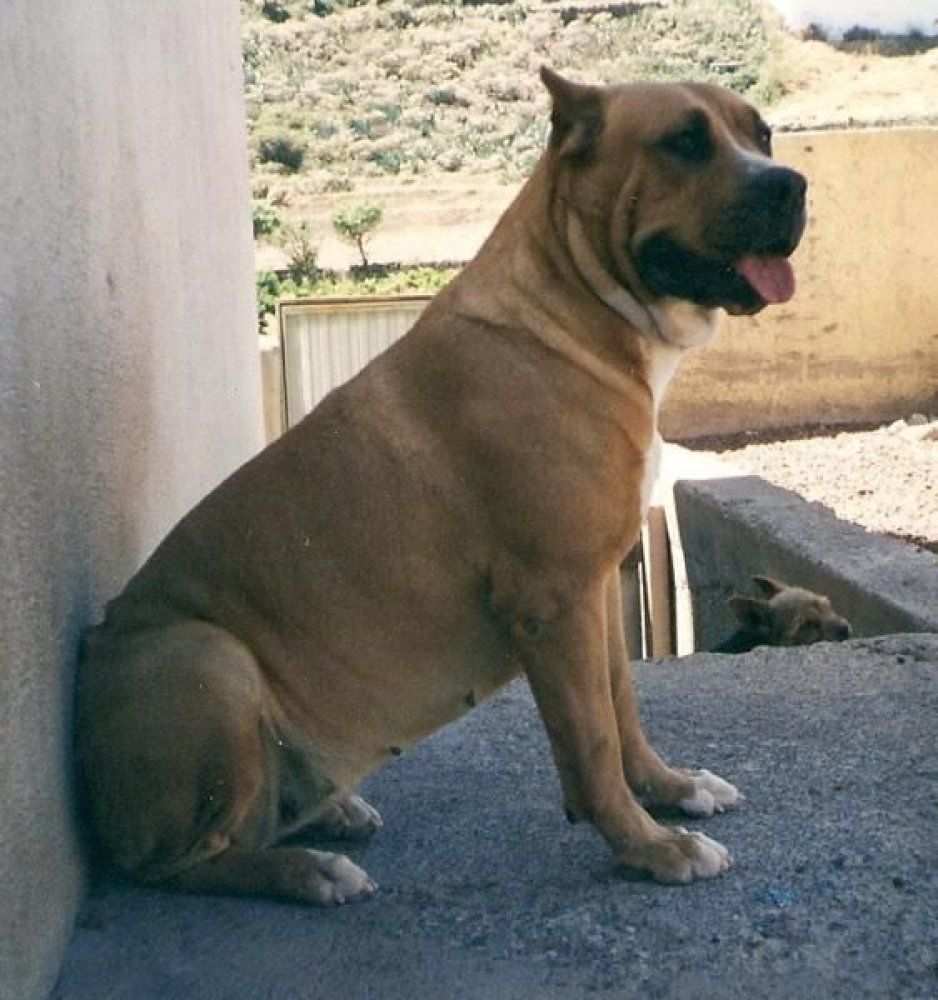 FAYKA DE IREMA CURTO | Perro de Presa Canario 