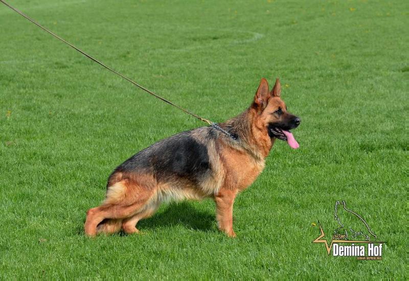 Zone vom Demina Hof | German Shepherd Dog 