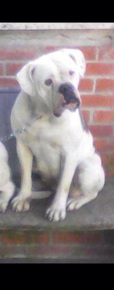 Cassandra Della Colonna Romana | American Bulldog 