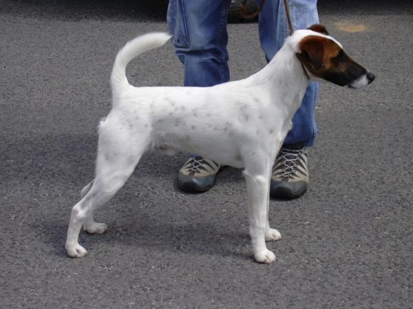 Tecko Von Haus Lusitania | Smooth Fox Terrier 