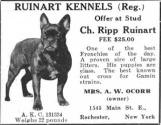 Rip Ruinart | French Bulldog 