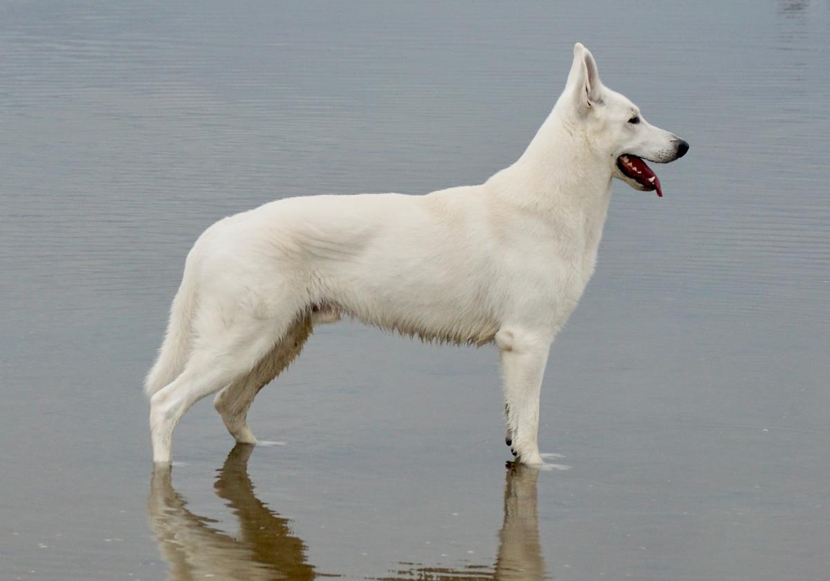 Sir Morgan Jonah's White Joy (Mojo) | White Swiss Shepherd Dog 