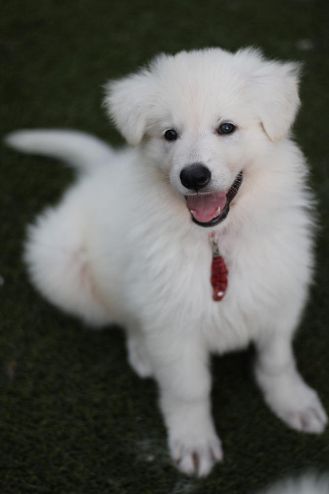 Hula Moon's Detroit | White Swiss Shepherd Dog 