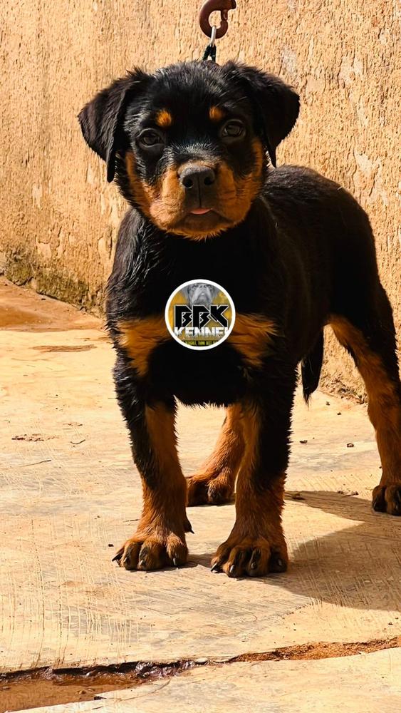 ANN OF KOGBAGIDI KENNEL | Rottweiler 