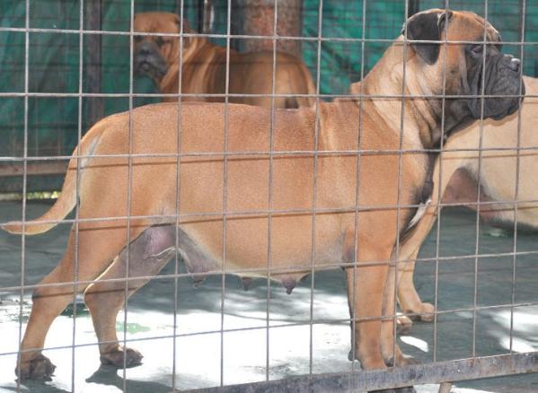 ARGENTANGO CHIARA | Bullmastiff 