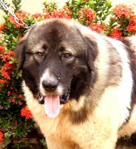 Attyla de Gorun Caucaz | Caucasian Mountain Dog 