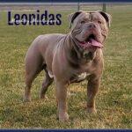 Mighty Michigan's Leonidas | Olde English Bulldogge 