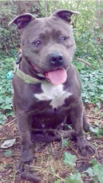 Irka (Sans Affixe) | American Staffordshire Terrier 