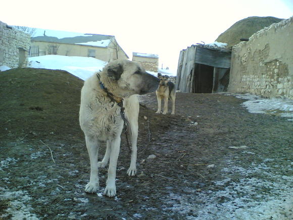 meçe | Kangal 