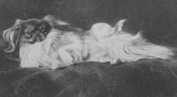 Gmu of Winwood | Pekingese 