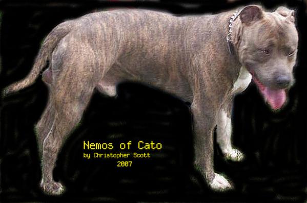 Cato's Captain Nemos | American Pit Bull Terrier 