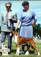 Shadowdale's Caught In Action | Boxer 